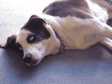 Abby the dog